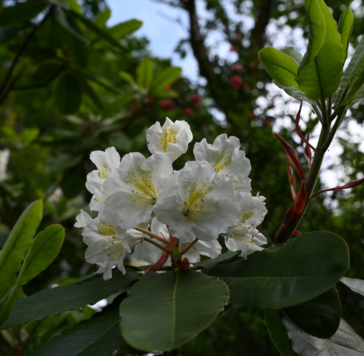 hemsleyanum x ungernii